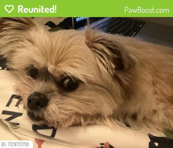 Reunited Female Dog last seen Sunnybrae Elementary, San Mateo, CA 94402