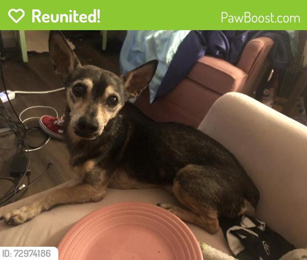 Reunited Male Dog last seen Meredith and Leolyn, Pittsburgh, PA 15210
