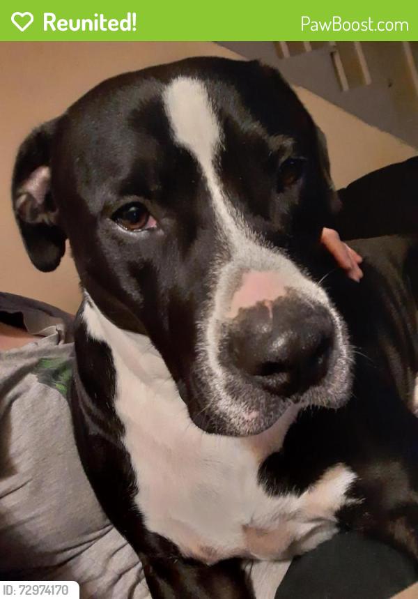 Reunited Male Dog last seen The corner of kearns and scientific Street, Jamestown, NC 27282