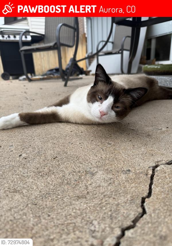 Lost Male Cat last seen Pagosa St and Pagosa Wy, Aurora, CO 80013