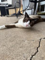 Lost Male Cat last seen Pagosa St and Pagosa Wy, Aurora, CO 80013