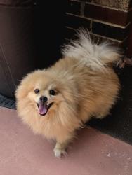 Lost Male Dog last seen Greenway Drive, Bedford, Bedford, TX 76021