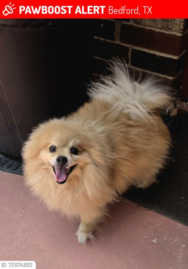 Lost Male Dog last seen Greenway Drive, Bedford, Bedford, TX 76021