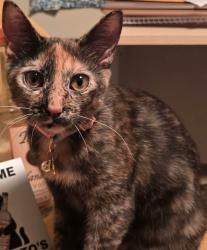 Lost Female Cat last seen Brock Rd, Spotsylvania Courthouse, VA 22553