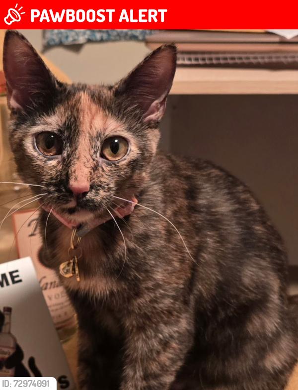 Lost Female Cat last seen Brock Rd, Spotsylvania Courthouse, VA 22553