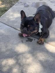 Found/Stray Male Dog last seen Pelton, Modesto, CA 95351