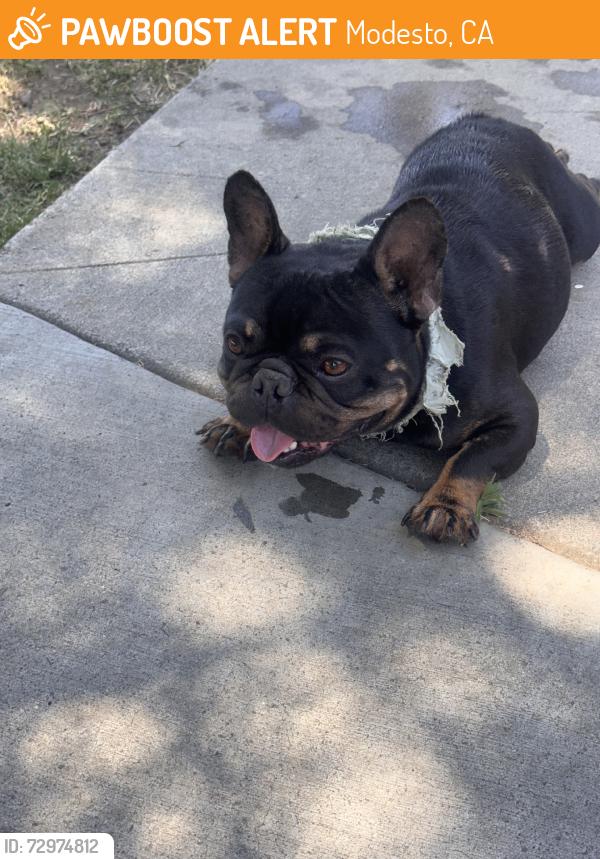 Found/Stray Male Dog last seen Pelton, Modesto, CA 95351