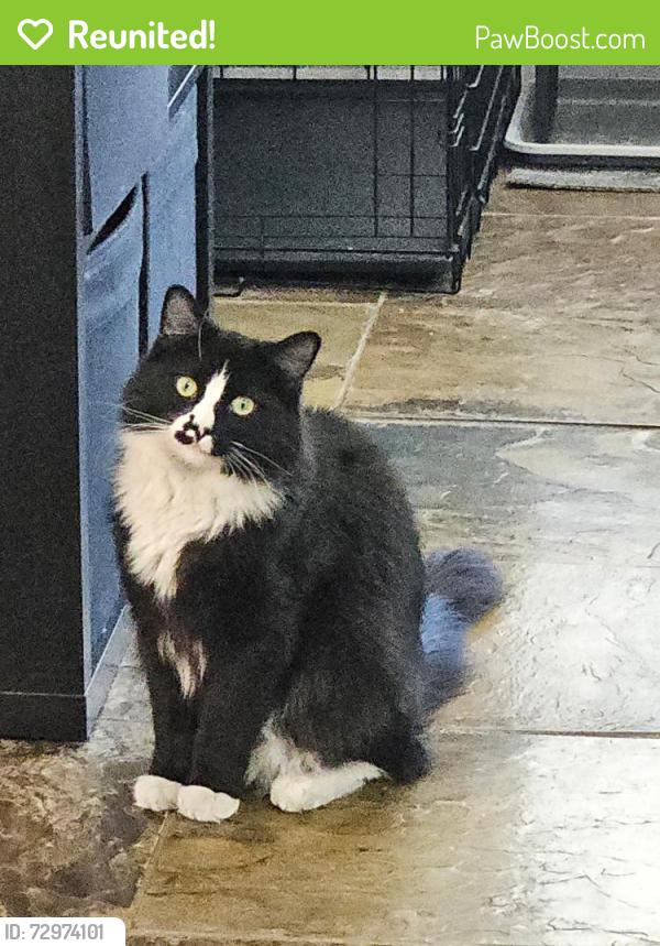 Reunited Male Cat last seen Greenway and patty ann, Henderson, NV 89002