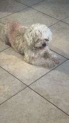 Reunited Male Dog last seen Daisy Ave Long Beach, CA  90802 United States, Long Beach, CA 90802