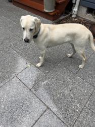 Found/Stray Male Dog last seen Hansville Rd  and NE 360th St., Hansville, WA 98340