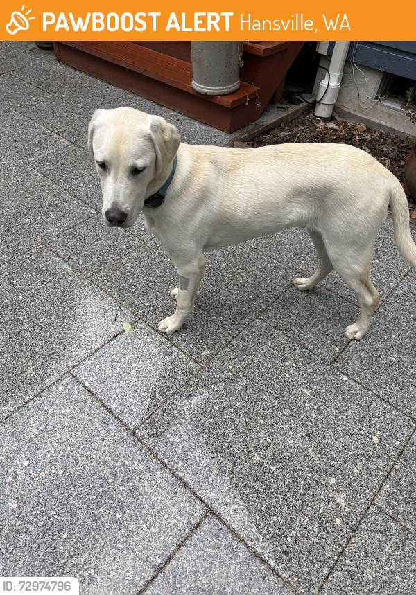 Found/Stray Male Dog last seen Hansville Rd  and NE 360th St., Hansville, WA 98340