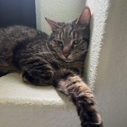 Found/Stray Male Cat last seen Sweet Juliet Lane, Lake Elsinore, CA 92532