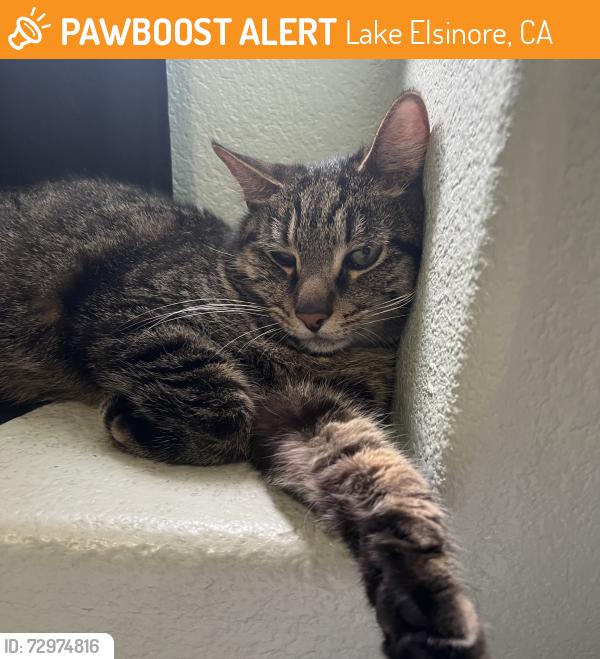 Found/Stray Male Cat last seen Sweet Juliet Lane, Lake Elsinore, CA 92532