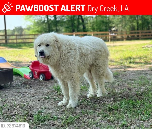 Lost Male Dog last seen Dry creek Baptist church , Dry Creek, LA 70637