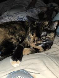 Reunited Female Cat last seen went into a storm drain in Highland Pointe apmts, Huntsville, AL 35806