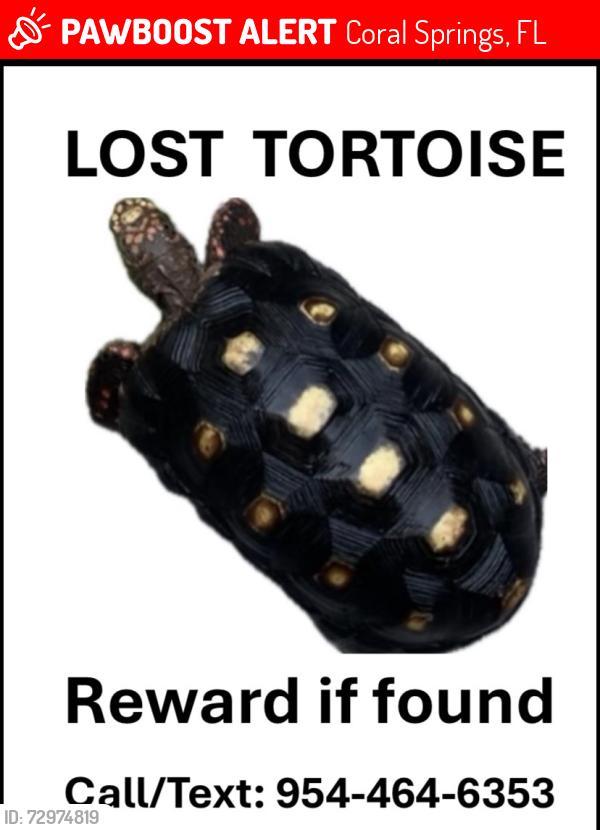 Lost Unknown Reptile last seen Forest Hills Dr., Coral Springs, FL 33065