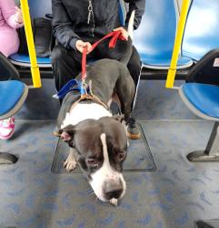 Found/Stray Male Dog last seen Se Harold and 122nd, Portland, OR 97266