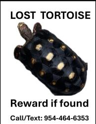 Lost Unknown Reptile last seen Forest Hills Dr., Coral Springs, FL 33065