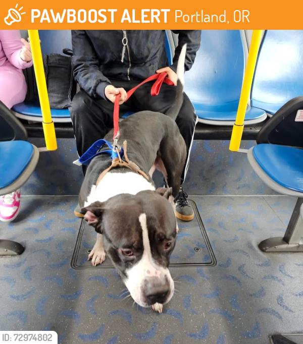 Found/Stray Male Dog last seen Se Harold and 122nd, Portland, OR 97266