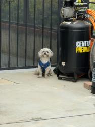 Reunited Unknown Dog last seen Santana and Gilbert , Corona, CA 92881