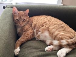 Reunited Male Cat last seen Lone Pine Rd, Medford, OR 97504