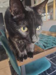 Lost Male Cat last seen 15th & Santa Fe rd, Edmond, OK 73013