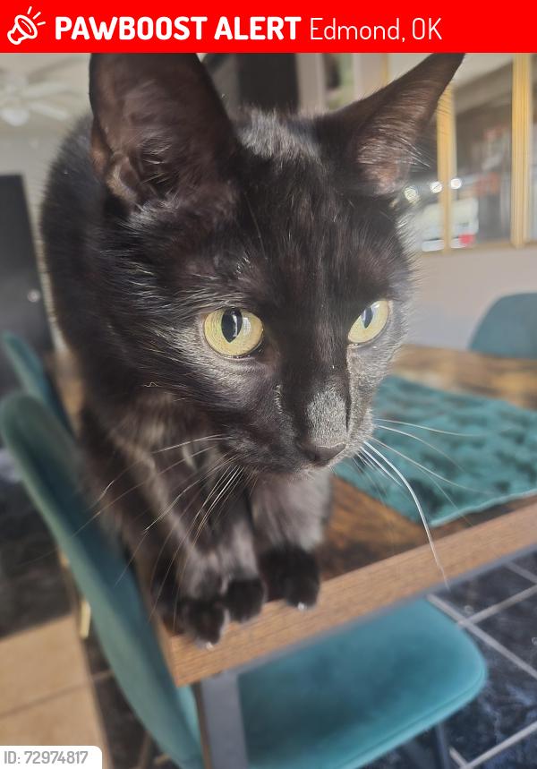 Lost Male Cat last seen 15th & Santa Fe rd, Edmond, OK 73013