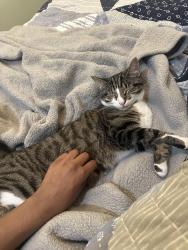 Reunited Male Cat last seen Martins Landing and Burke Centre Parkway, Burke, VA 22015