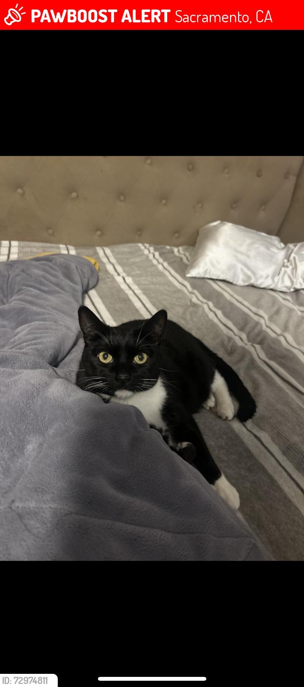 Lost Male Cat last seen Near goinyour way , Sacramento, CA 95827