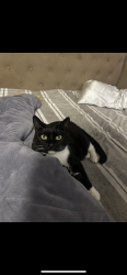 Lost Male Cat last seen Near goinyour way , Sacramento, CA 95827