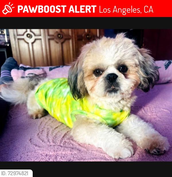 Lost Male Dog last seen Pace Ave & 105th st, Los Angeles, CA 90002