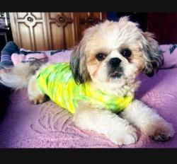 Lost Male Dog last seen Pace Ave & 105th st, Los Angeles, CA 90002