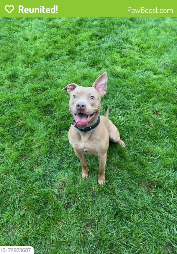 Reunited Male Dog last seen Sw Murray Blvd, Sw 6th St, Beaverton, OR 97005