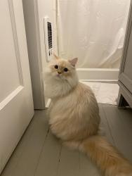 Reunited Male Cat last seen 11th and 57th NW, Seattle, WA 98117