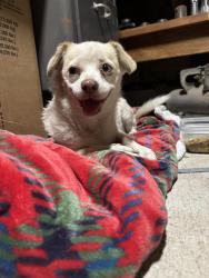 Found/Stray Unknown Dog last seen Fay Herron elementry, North Las Vegas, NV 89030