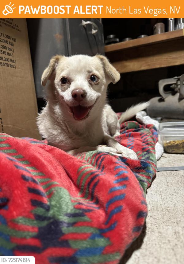 Found/Stray Unknown Dog last seen Fay Herron elementry, North Las Vegas, NV 89030