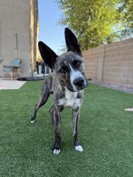 Found/Stray Male Dog last seen 93rd and Osborn, Phoenix, AZ 85037