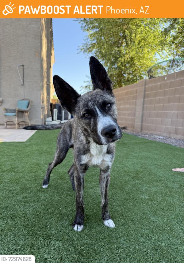 Found/Stray Male Dog last seen 93rd and Osborn, Phoenix, AZ 85037