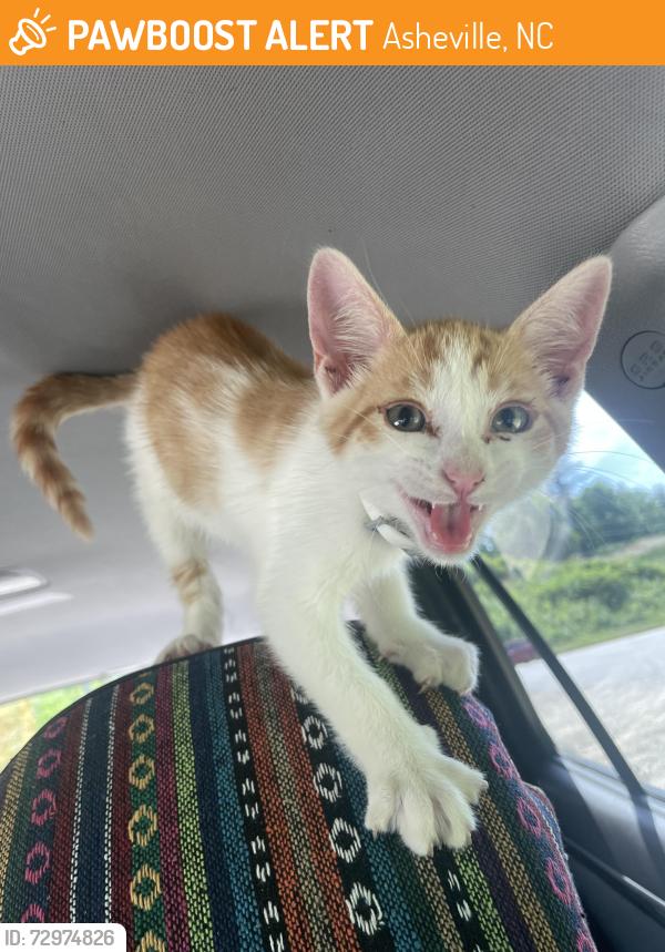 Found/Stray Male Cat last seen Across the street from Celebrity Hot Dogs in an empty lot , Asheville, NC 28806