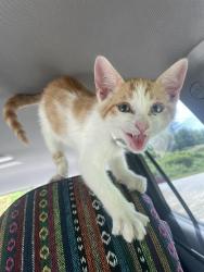 Found/Stray Male Cat last seen Across the street from Celebrity Hot Dogs in an empty lot, Asheville, NC 28806