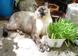 Reunited Female Cat last seen Florence Ave. and 7th street, Downey, CA 90241