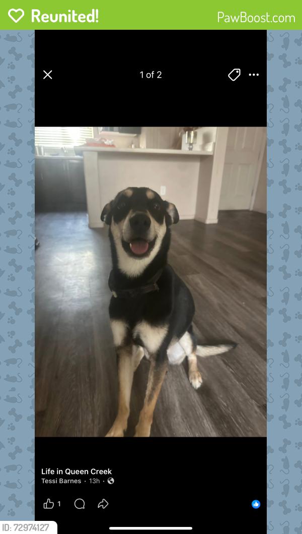 Reunited Male Dog last seen Ellsworth Loop rd & Ocotillo rd, Queen Creek, AZ 85142