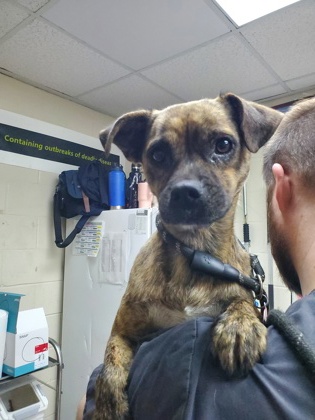 Shelter Stray Male Dog last seen Charleston, SC 29414, North Charleston, SC 29406