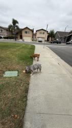 Reunited Male Dog last seen Rosario Ave, Cypress, CA 90630, USA, Cypress, CA 90630
