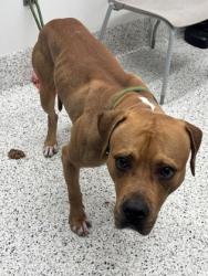 Shelter Stray Male Dog last seen Near Utoy circle Sw, Atlanta, GA, 1251 Fulton Industrial Blvd NW, Atlanta, GA 30336, USA