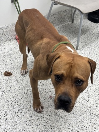 Shelter Stray Male Dog last seen Near Utoy circle Sw, Atlanta, GA, 1251 Fulton Industrial Blvd NW, Atlanta, GA 30336, USA