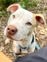 Shelter Stray Male Dog last seen Near Washburn Ave, 21225, MD, Baltimore, MD 21230