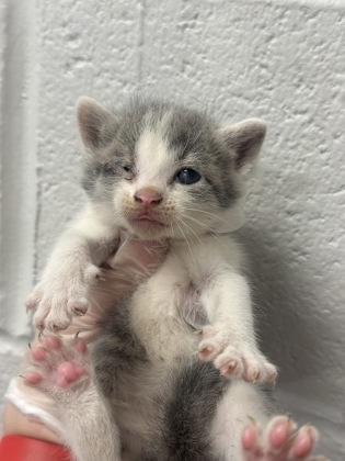 Shelter Stray Female Cat last seen Near S Loudon Ave, 21229, MD, Baltimore, MD 21230