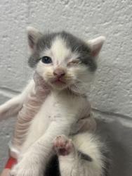 Shelter Stray Female Cat last seen Near S Loudon Ave, 21229, MD, Baltimore, MD 21230