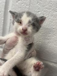 Shelter Stray Male Cat last seen Near S Loudon Ave, 21229, MD, Baltimore, MD 21230